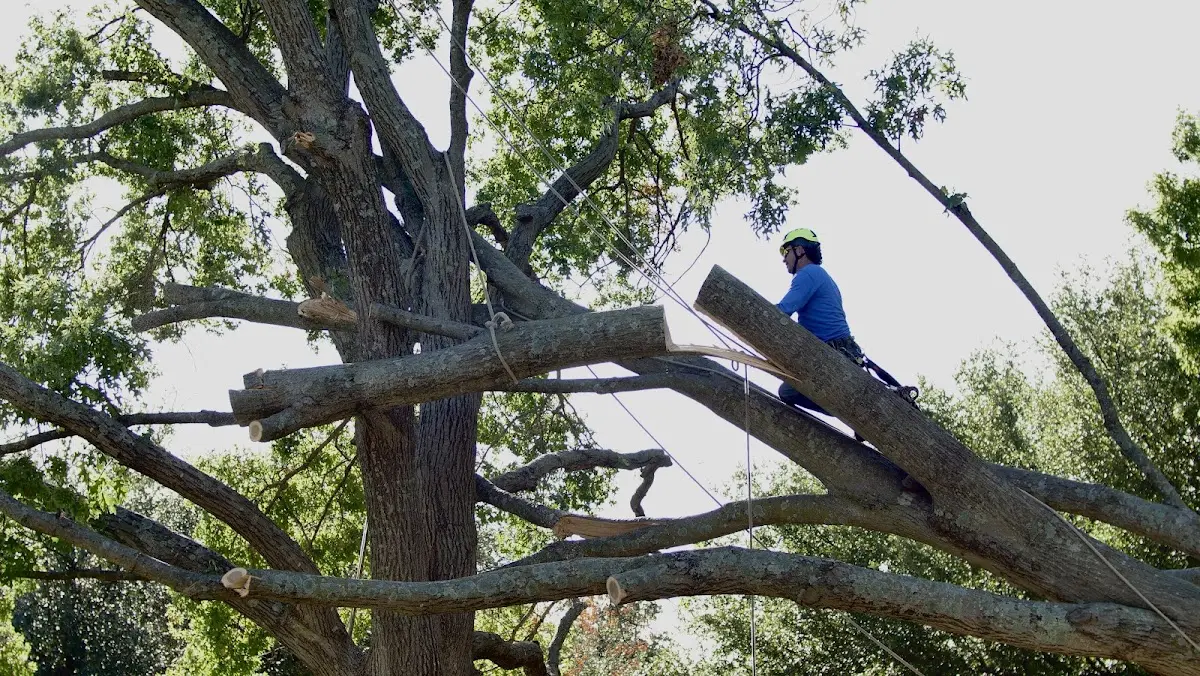 Professional Crown Thinning performed by certified arborists in Lecompte